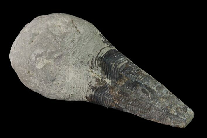 Cretaceous Conulariid Fossil - Kansas #143476